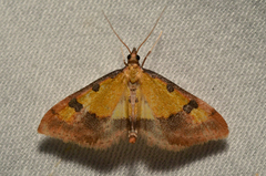 Choristostigma zephyralis