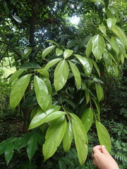 Cryptocarya chinensis