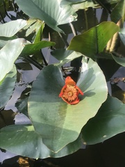 Nuphar japonica