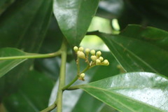 Cryptocarya chinensis