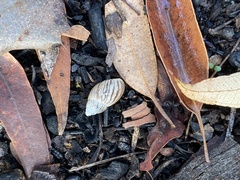 Bothriembryon brazieri