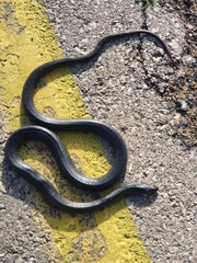 Dolichophis jugularis