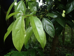 Cryptocarya chinensis