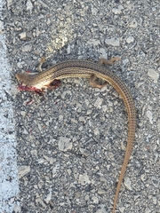 Eumeces schneiderii