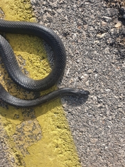 Dolichophis jugularis