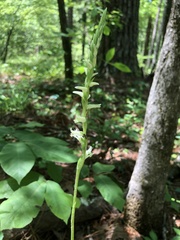 Spiranthes sylvatica