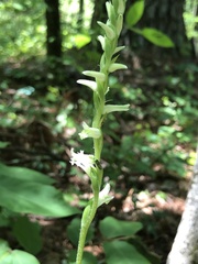Spiranthes sylvatica