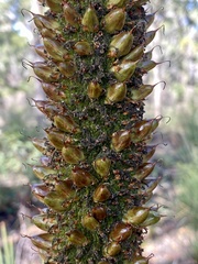 Xanthorrhoea platyphylla