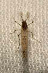 Sayomyia