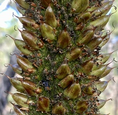 Xanthorrhoea platyphylla