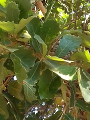 Quercus deserticola