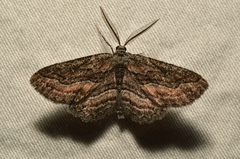 Aethaloida packardaria