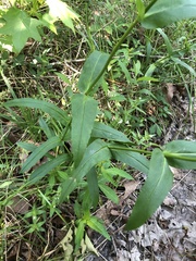 Penstemon laevigatus