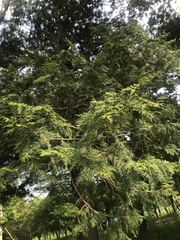 Chamaecyparis obtusa