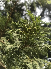 Chamaecyparis obtusa