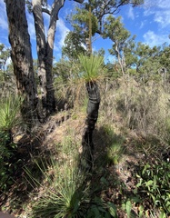 Xanthorrhoea platyphylla