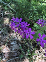 Phlox pilosa pilosa