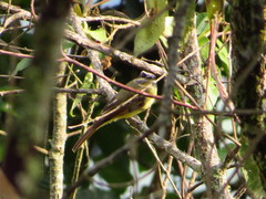 Myiodynastes hemichrysus