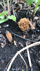 Morchella rufobrunnea