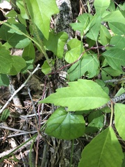Rudbeckia terranigrae