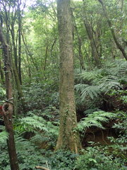 Diospyros morrisiana