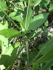 Rudbeckia terranigrae