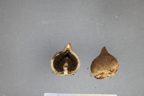 Geastrum lageniforme