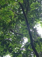 Diospyros morrisiana