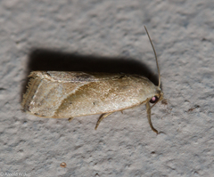 Micrathetis dasarada