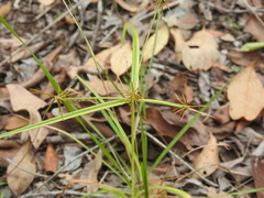 Cyperus dietrichiae