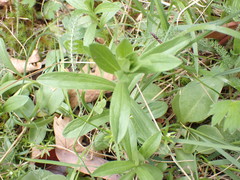 Sericocarpus rigidus