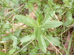 Sericocarpus rigidus
