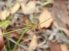 Cyperus dietrichiae