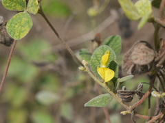 Cajanus scarabaeoides