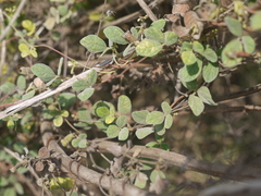 Cajanus scarabaeoides