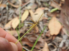 Cyperus dietrichiae