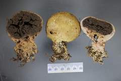 Scleroderma flavidum macrosporum