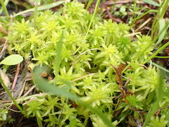 Sphagnum mendocinum
