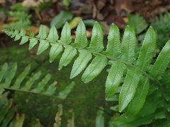 Microlepia hookeriana