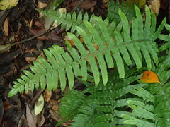 Microlepia hookeriana