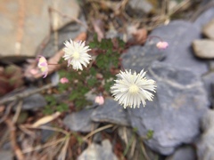 Thalictrum rubescens