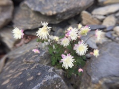 Thalictrum rubescens