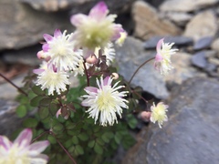 Thalictrum rubescens