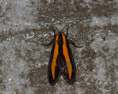 Ormetica iheringi