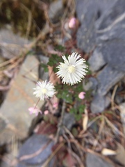 Thalictrum rubescens