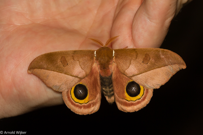 Automeris melanops