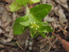 Acanthospermum hispidum