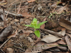 Acanthospermum hispidum
