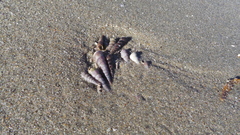 Turritella capensis