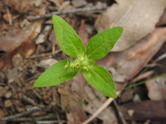 Acanthospermum hispidum